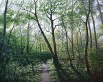 Bois de Forel