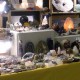 Foca-Lucia