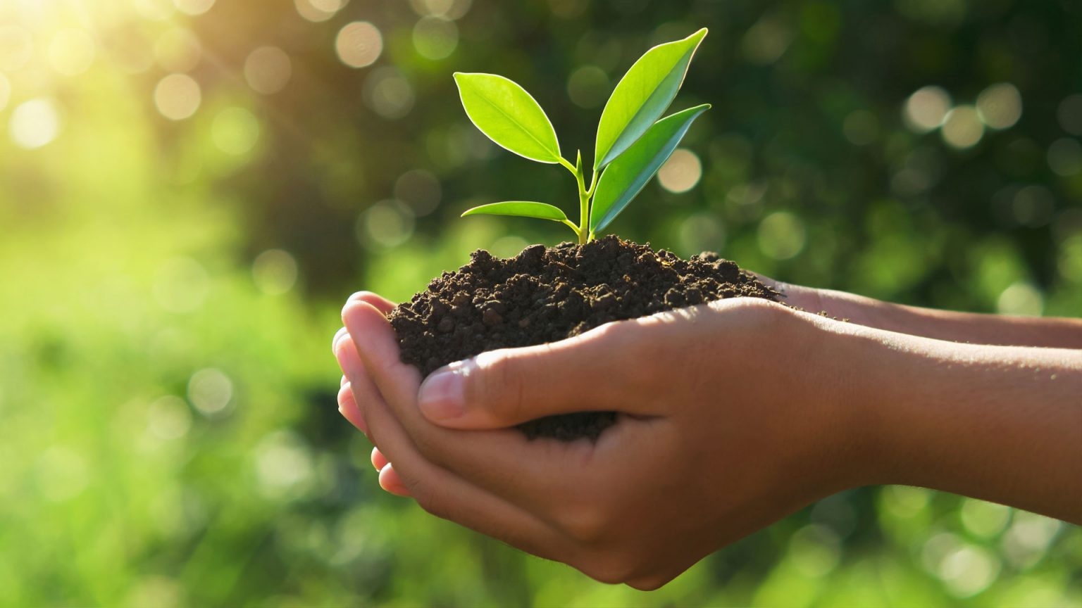 main-plante