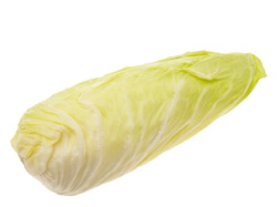Chicorée pain de sucre 