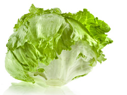 Laitue iceberg 