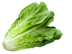 Laitue romaine 