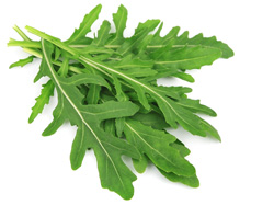 Rucola
