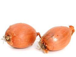 Echalote