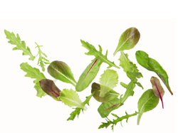 Salade à tondre