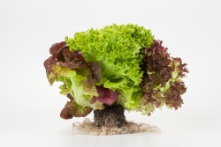 Salades d’hydroculture