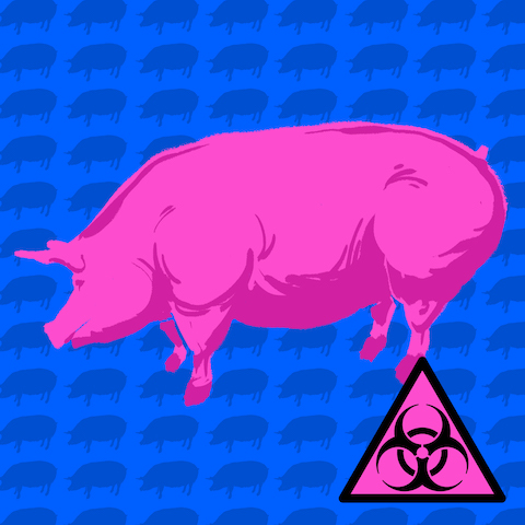 Schwein 11 Kopie 2